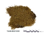 藏品(寒地平珠苔)的圖片